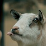 Beethoven anecdotes: it is from a goat!