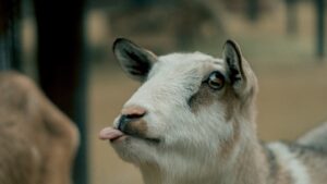 Beethoven anecdotes: it is from a goat!